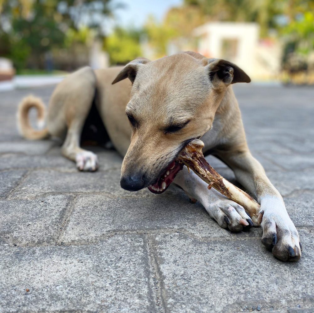 Monthly Chew Selection Box