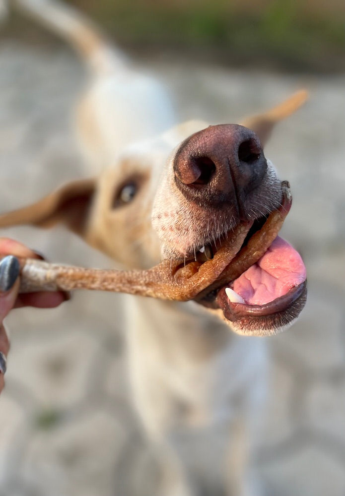 Monthly Chew Selection Box