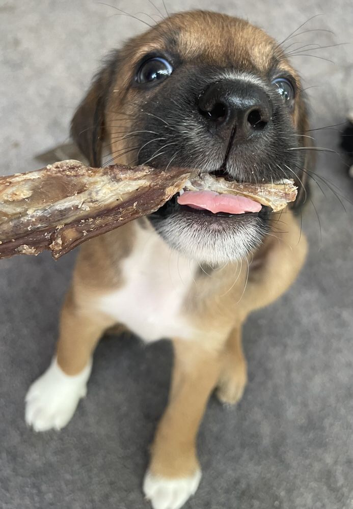 Monthly Chew Selection Box
