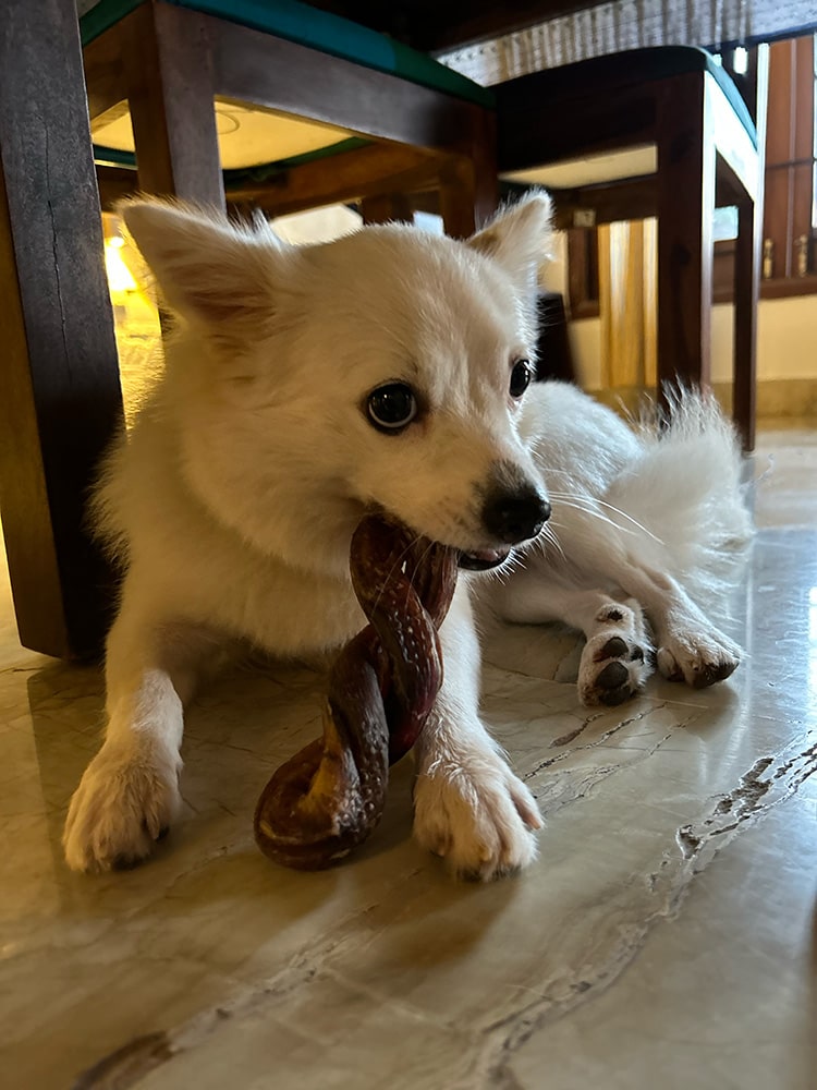 Pizzle / Bully Stick - boneless Chew Sticks & Twists