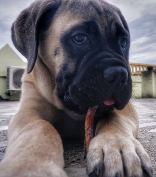 Pizzle / Bully Stick - boneless Chew Sticks & Twists