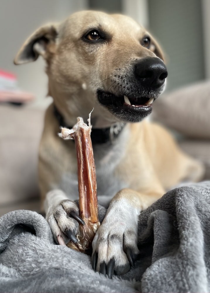 Pizzle / Bully Stick - boneless Chew Sticks & Twists