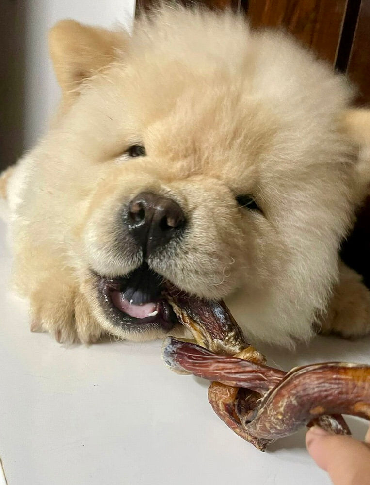 Pizzle / Bully Stick - boneless Chew Sticks & Twists