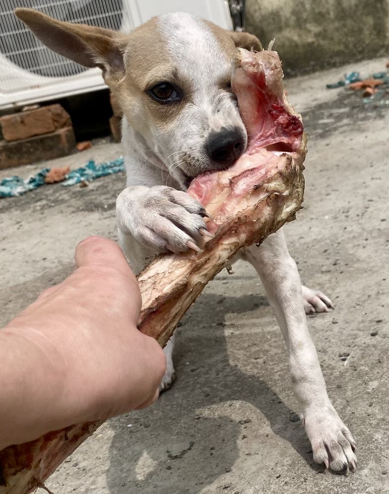 Pork Bones