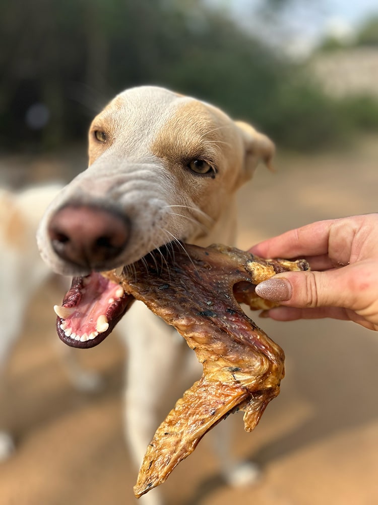 Poultry Wings (Chicken, Duck, Turkey)