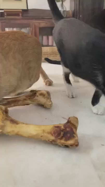 Chews Sampler Variety Dogs or Cats