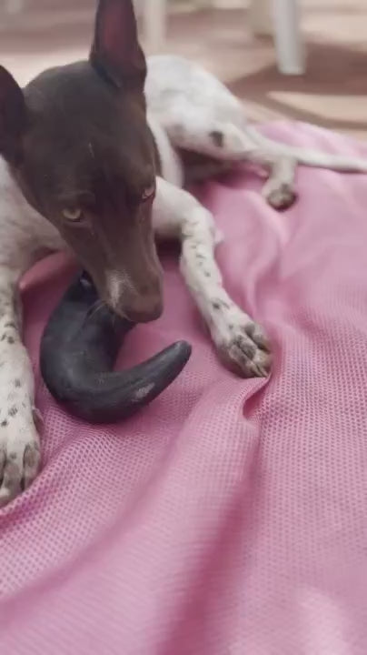 Horn Chew - natural & reusable Toppl / Kong alternative
