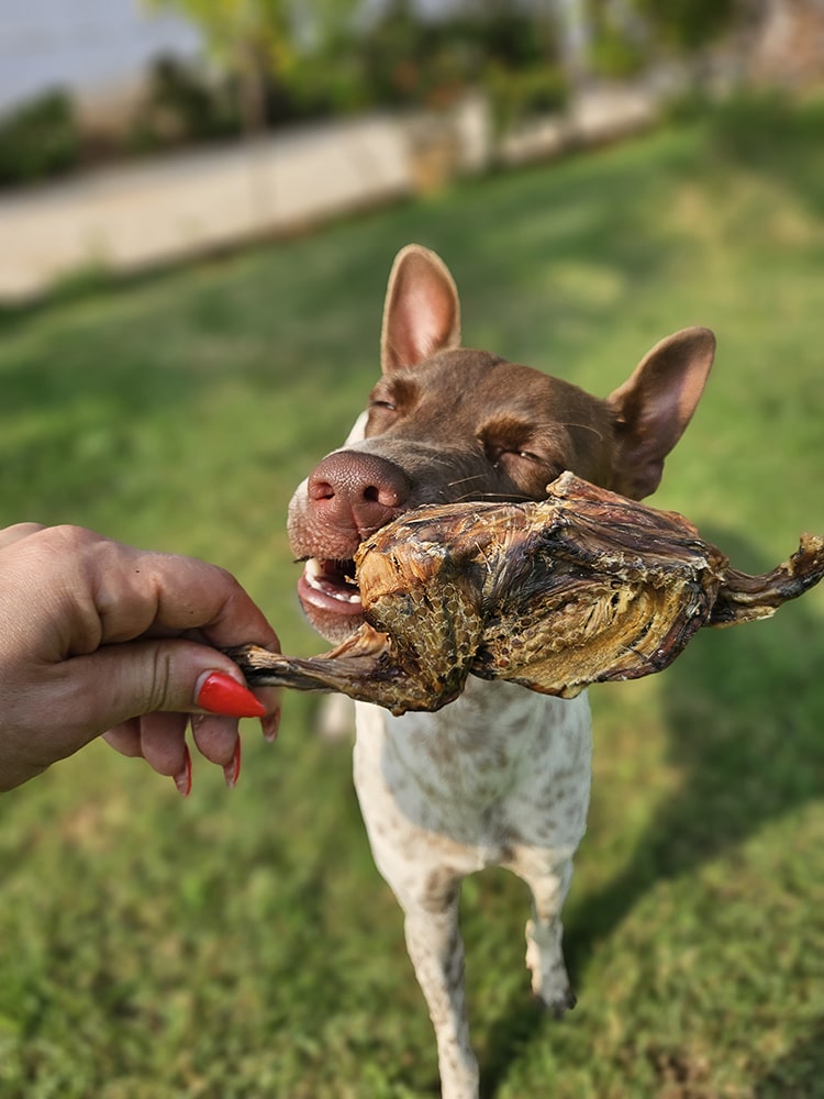 Quail Whole or Heads