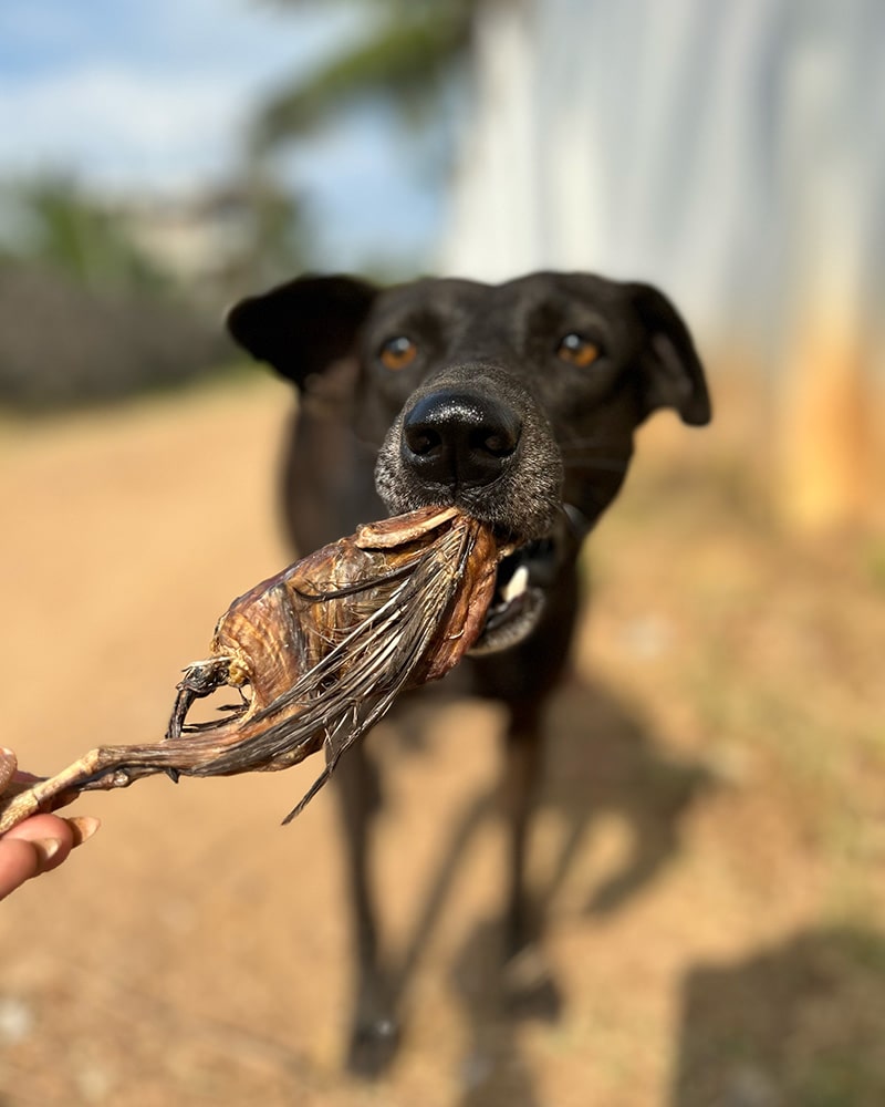 Quail Whole or Heads