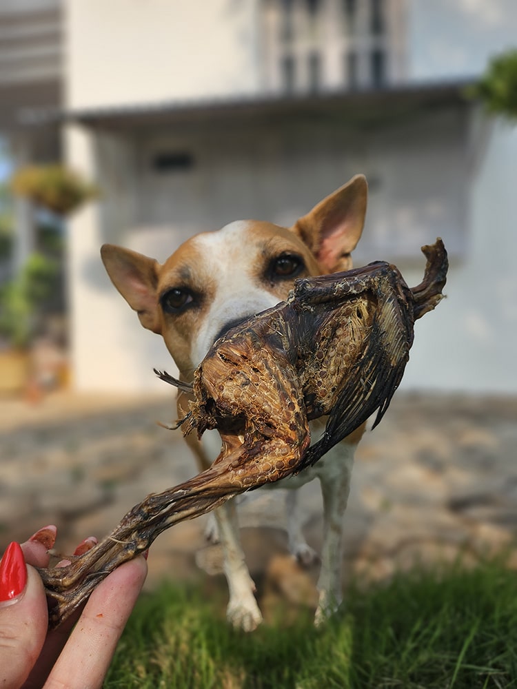 Quail Whole or Heads
