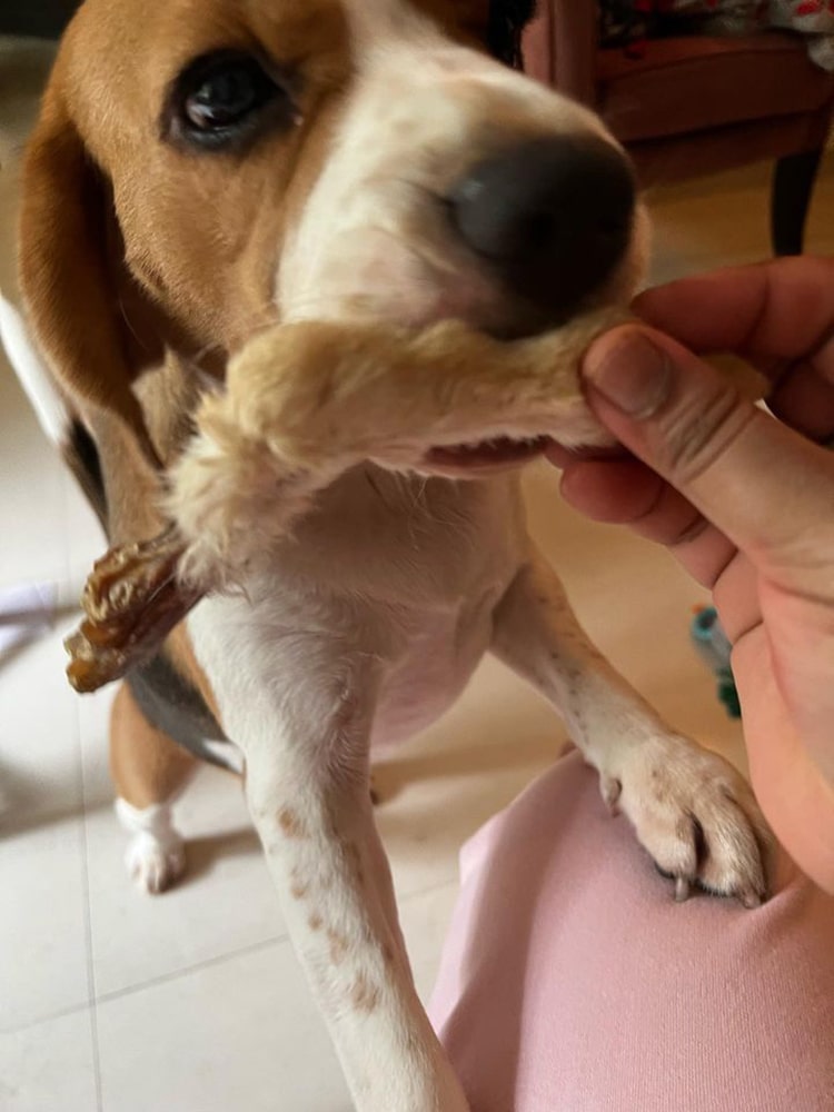 Rabbit Paw Pack - detoxing Chew