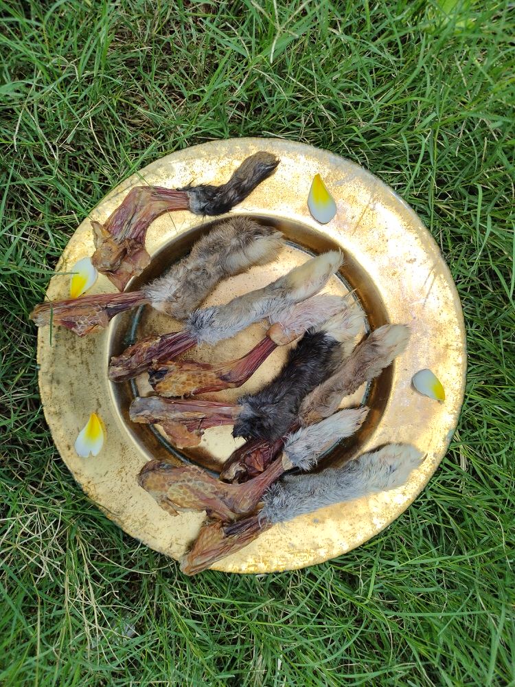 Rabbit Paw Pack - detoxing Chew