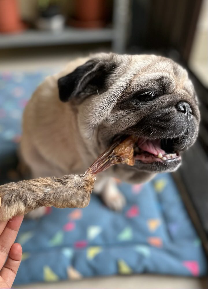 Rabbit Paw Pack - detoxing Chew