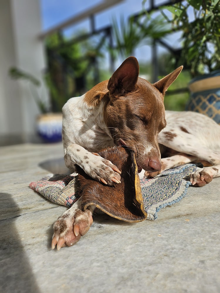 Real Hide - Boneless, Sturdy & Detoxing natural chew | 100% Skin