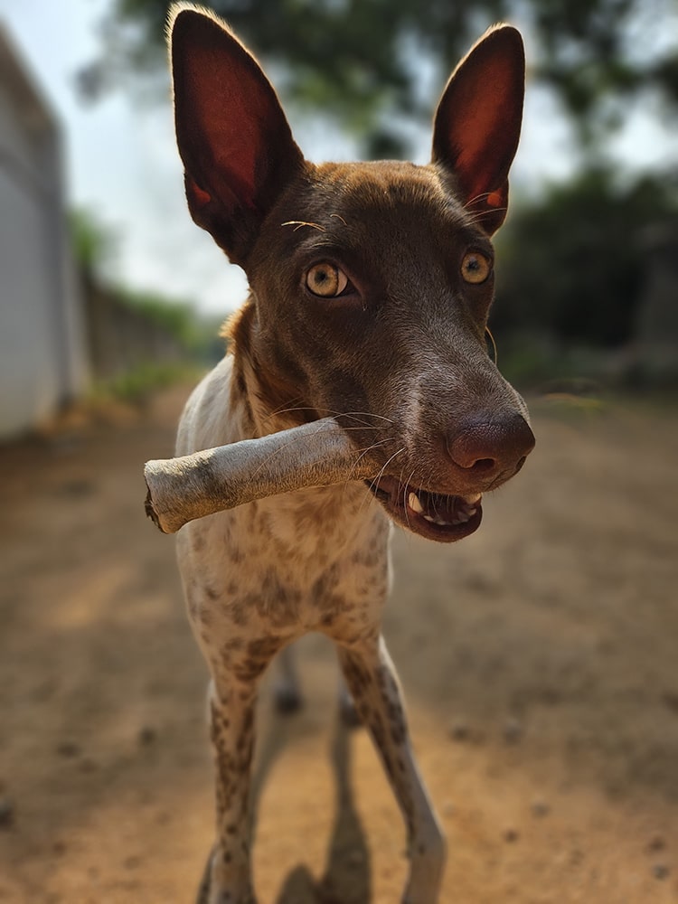 Real Hide - Boneless, Sturdy & Detoxing natural chew | 100% Skin