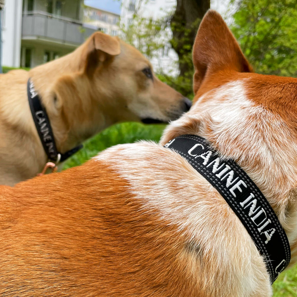 Reflective Collars with snap Buckle - handmade