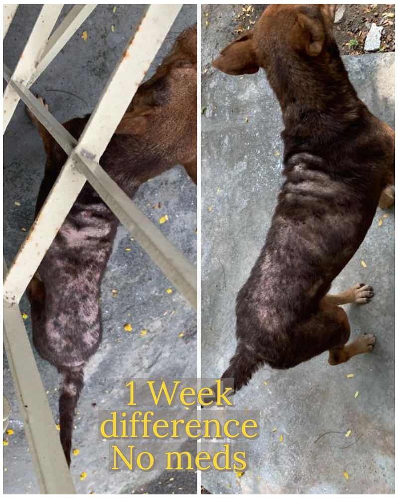 Shelter Pack - Salmon or Real Hide Chews