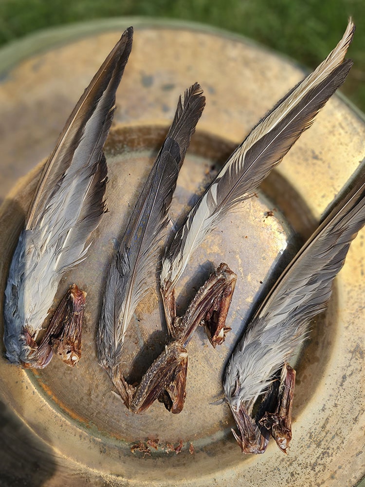 Squab Pigeon (farm raised) Whole or Wings