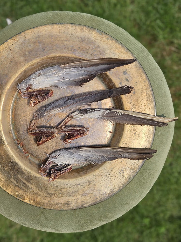 Squab Pigeon (farm raised) Whole or Wings