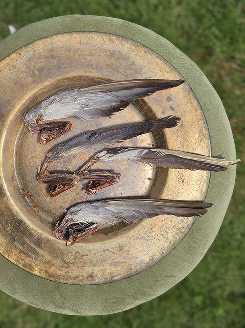 Squab Pigeon (farm raised) Whole or Wings