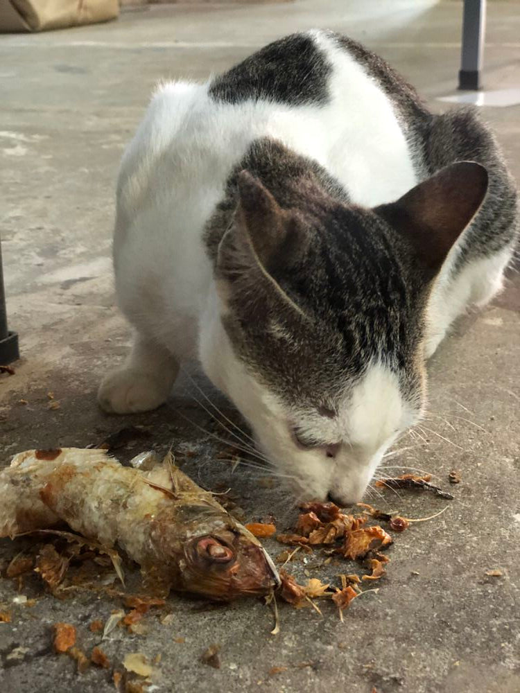 Streetie Giftbox - Cat