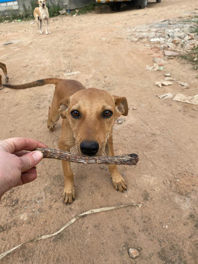 Streetie Giftbox - Dog