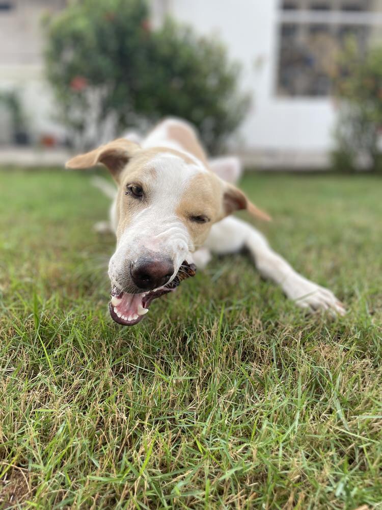 Stuffed Trachea Chewies