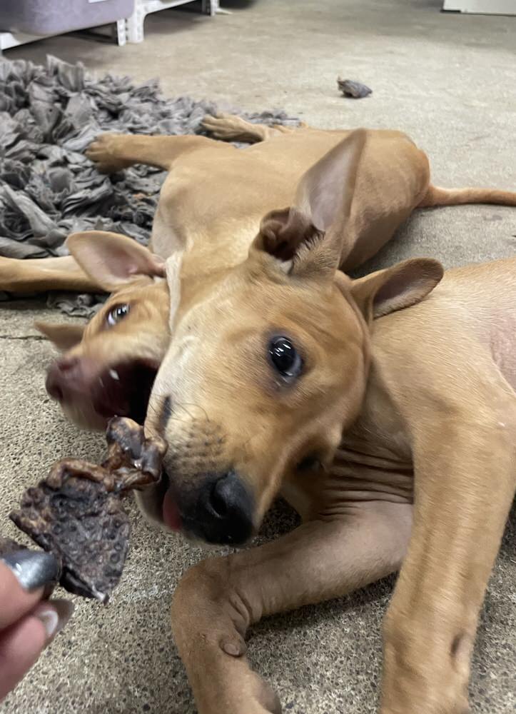 Treat Sampler