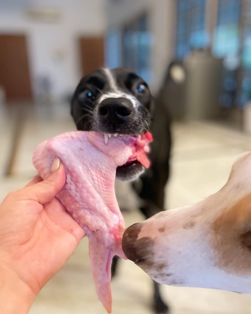 Turkey Bones