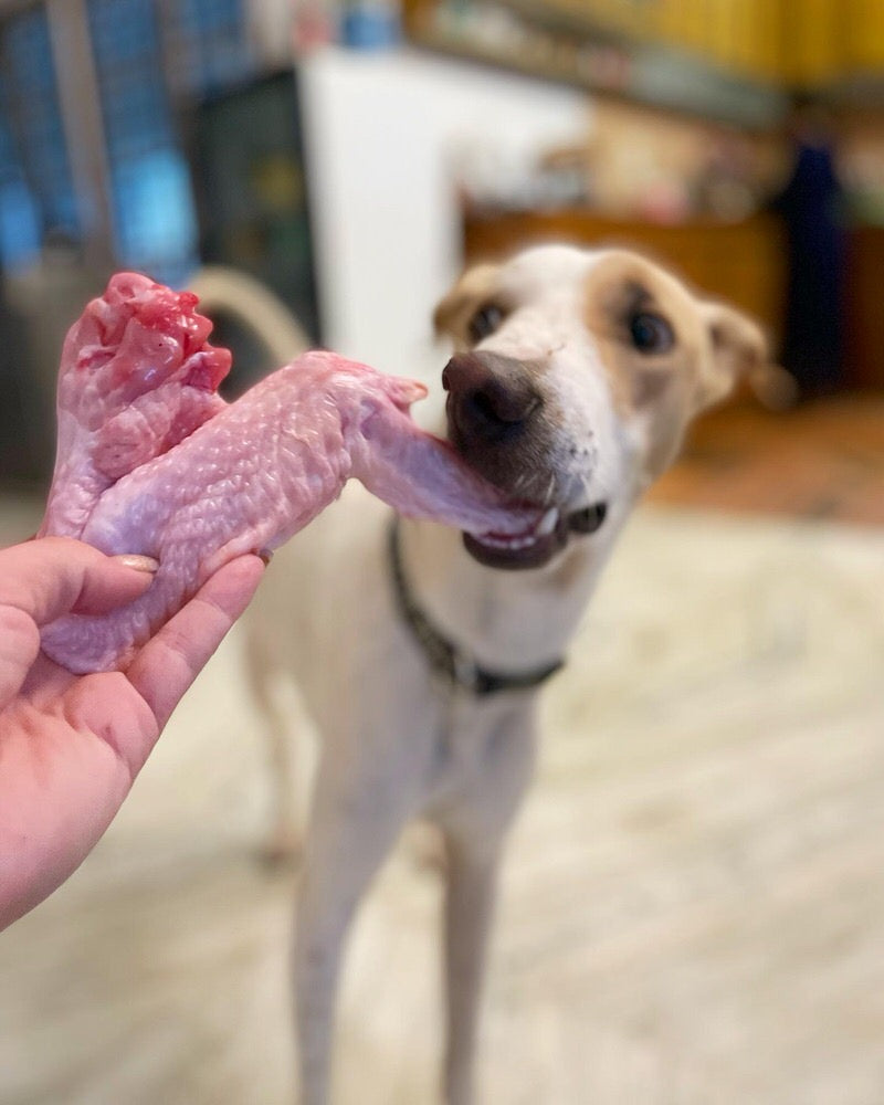 Turkey Bones