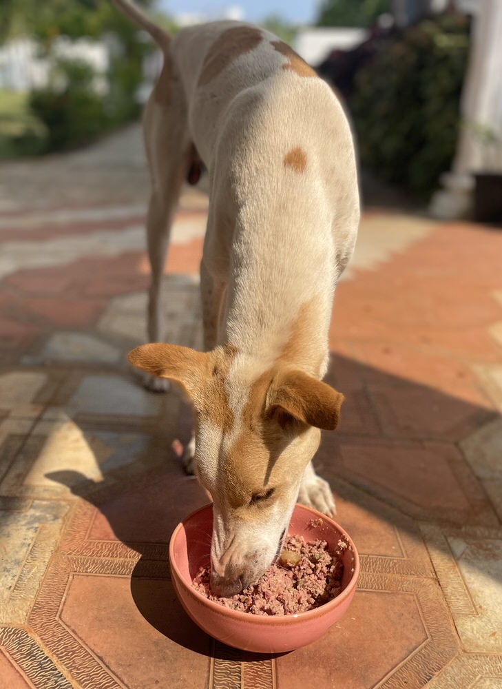 Turkey HC Meal - Ready to Serve