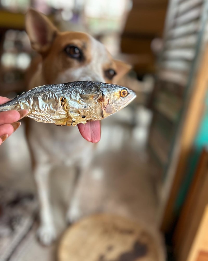 Whole Fish (Anchovy, Sardines, Mackerel or Mix)
