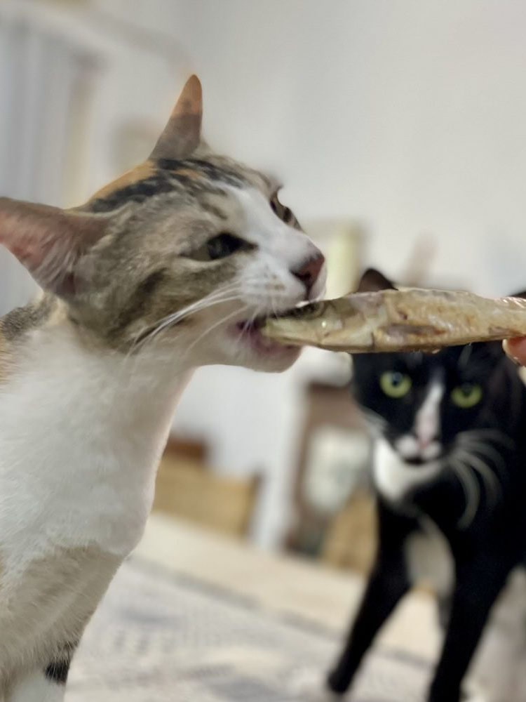 Whole Fish (Anchovy, Sardines, Mackerel or Mix)