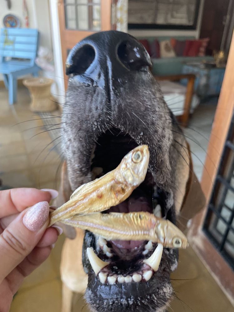 Whole Fish (Anchovy, Sardines, Mackerel or Mix)