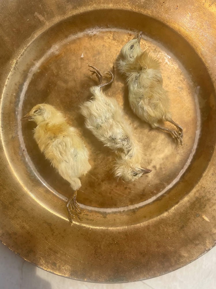 Whole Prey Chick 2PC | 22 PC | Crumble