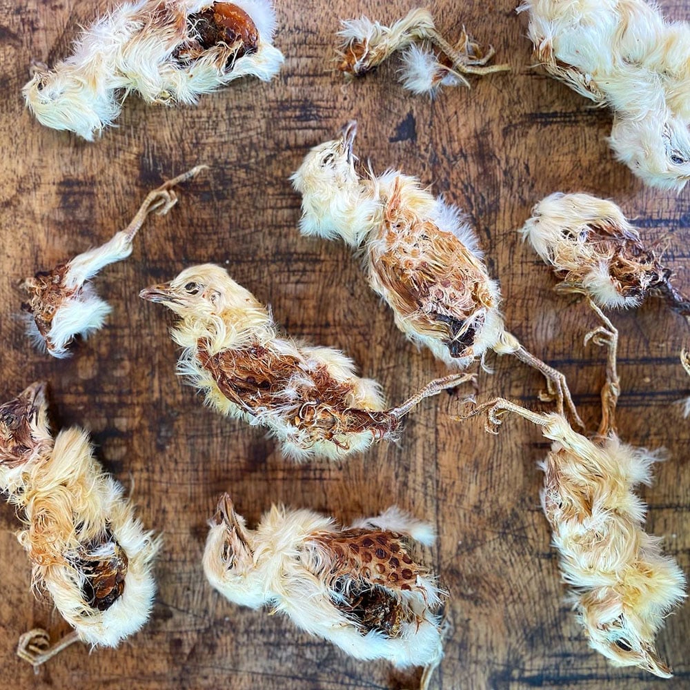 Whole Prey Chick 2PC | 22 PC | Crumble