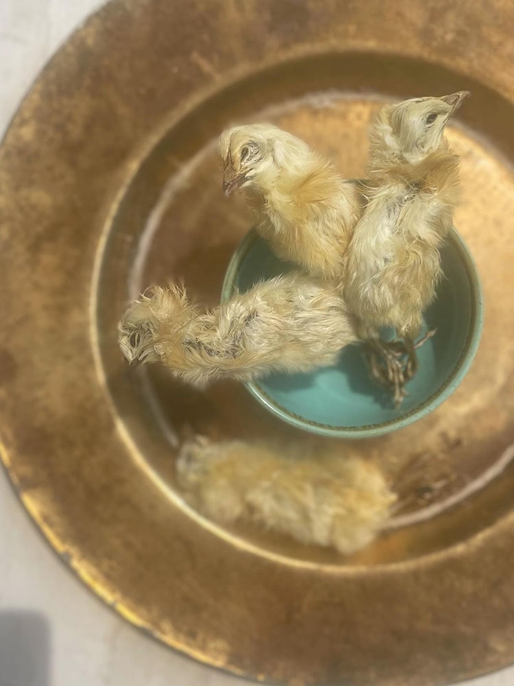 Whole Prey Chick 2PC | 22 PC | Crumble