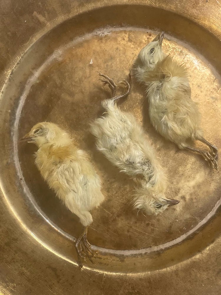 Whole Prey Chick 2PC | 22 PC | Crumble