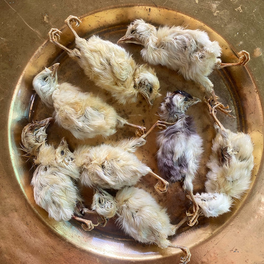 Whole Prey Chick 2PC | 22 PC | Crumble