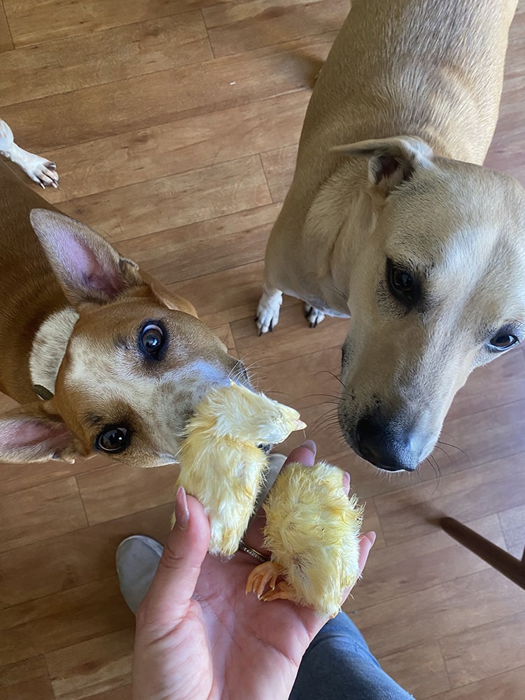 Whole Prey Chick 2PC | 22 PC | Crumble