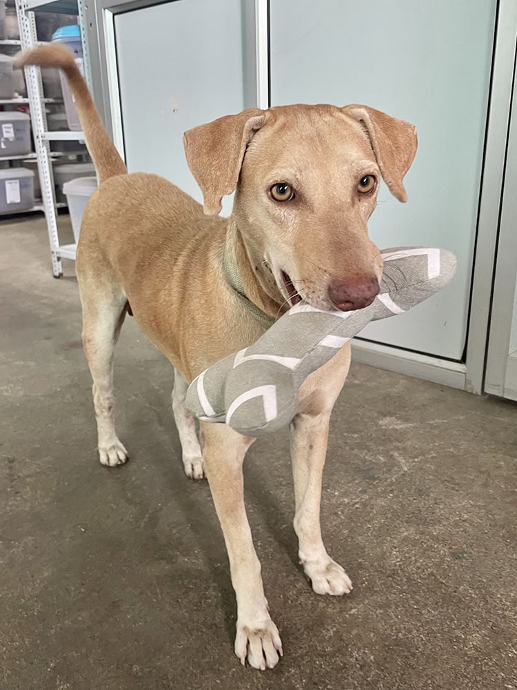 Wholesome Bone Shaped Dog Toy handmade & resourceful