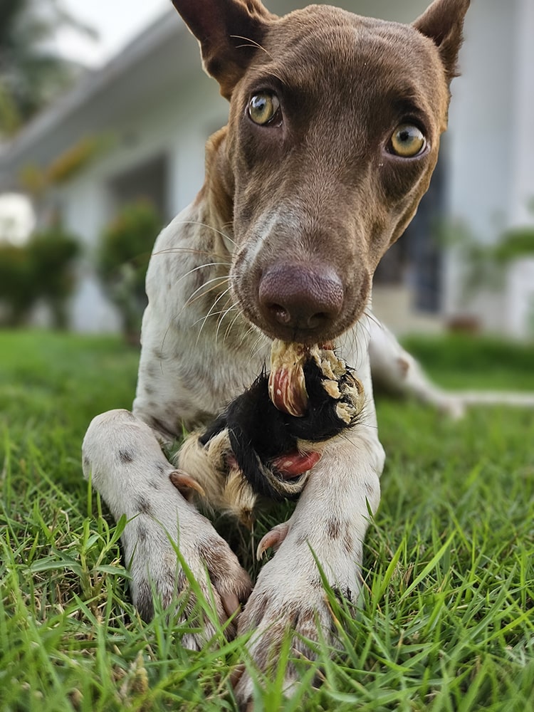 XXL Braid - Boneless Chews - easy digestion & dental health - MYLO's Special