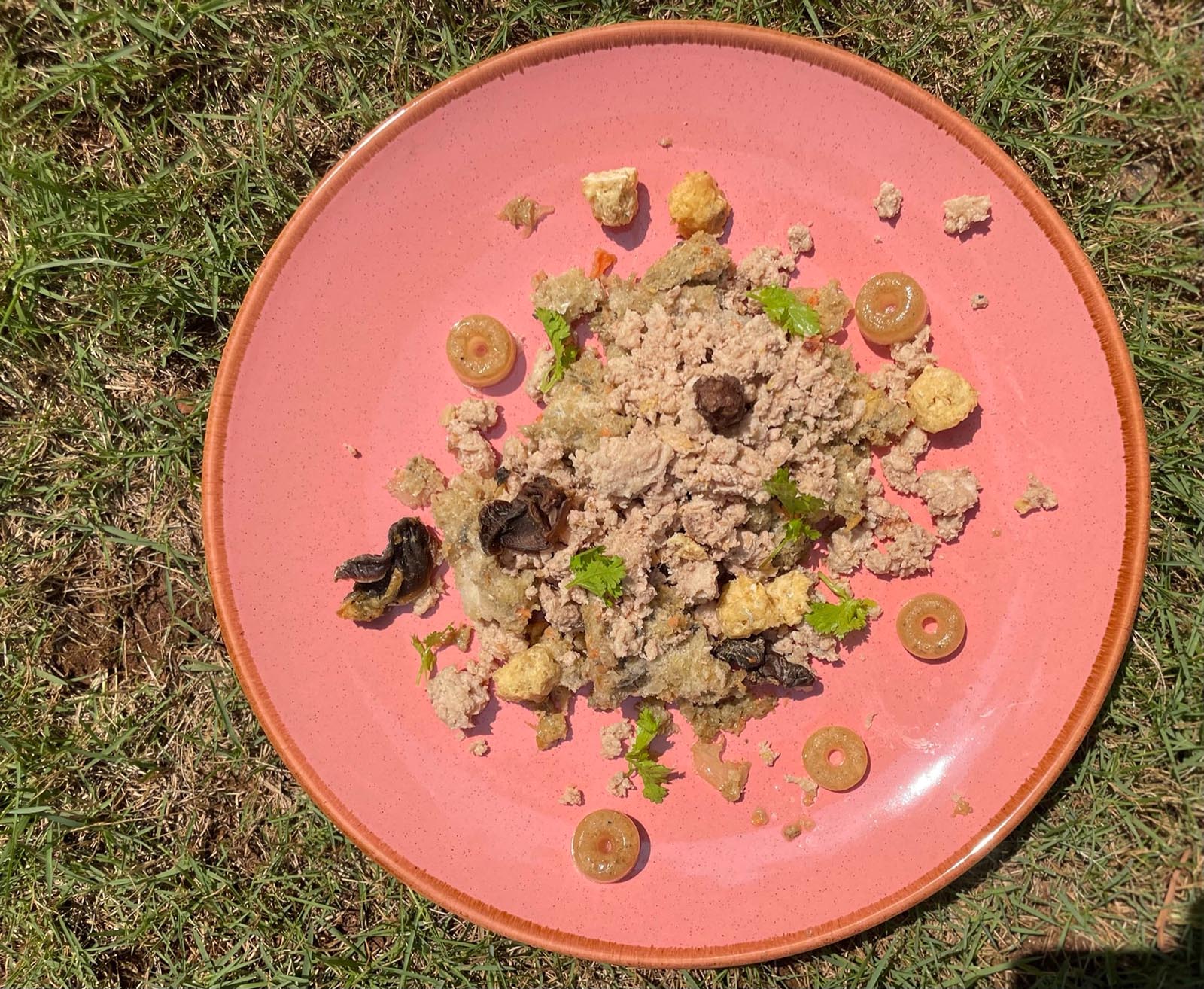 How to boost your Pet’s Diet the right way!