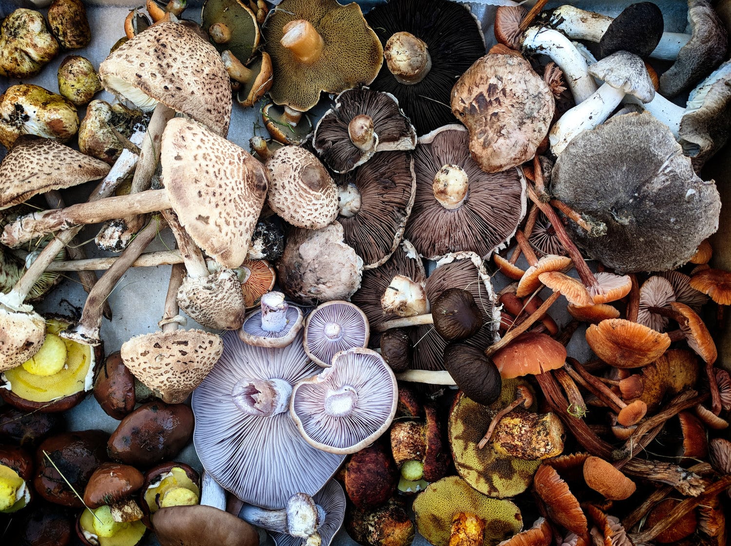 Take a Seat Button Mushrooms - here come the real Shroom-Stars!
