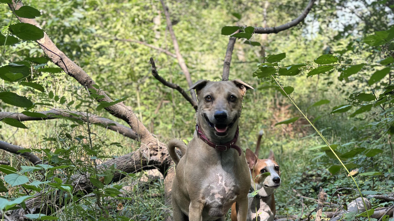Why does my dog eat soil?