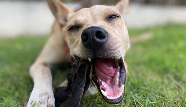 Why Chewing Is Good For Your Pet & How To Pick The Right Chews!