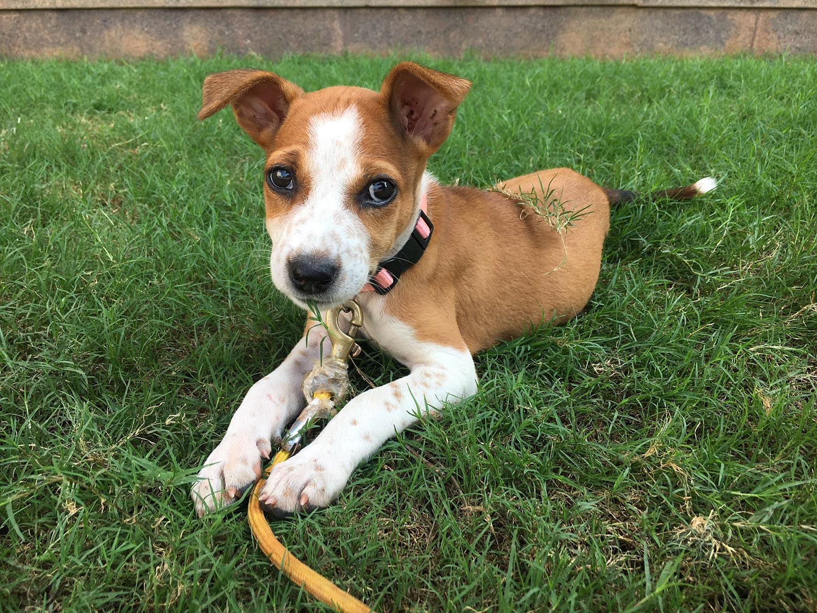 Why I think you should take your Puppy out NOW!