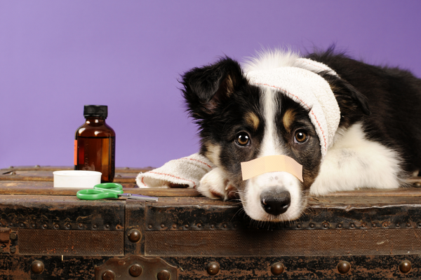 Why healing the gut means healing your Pet!