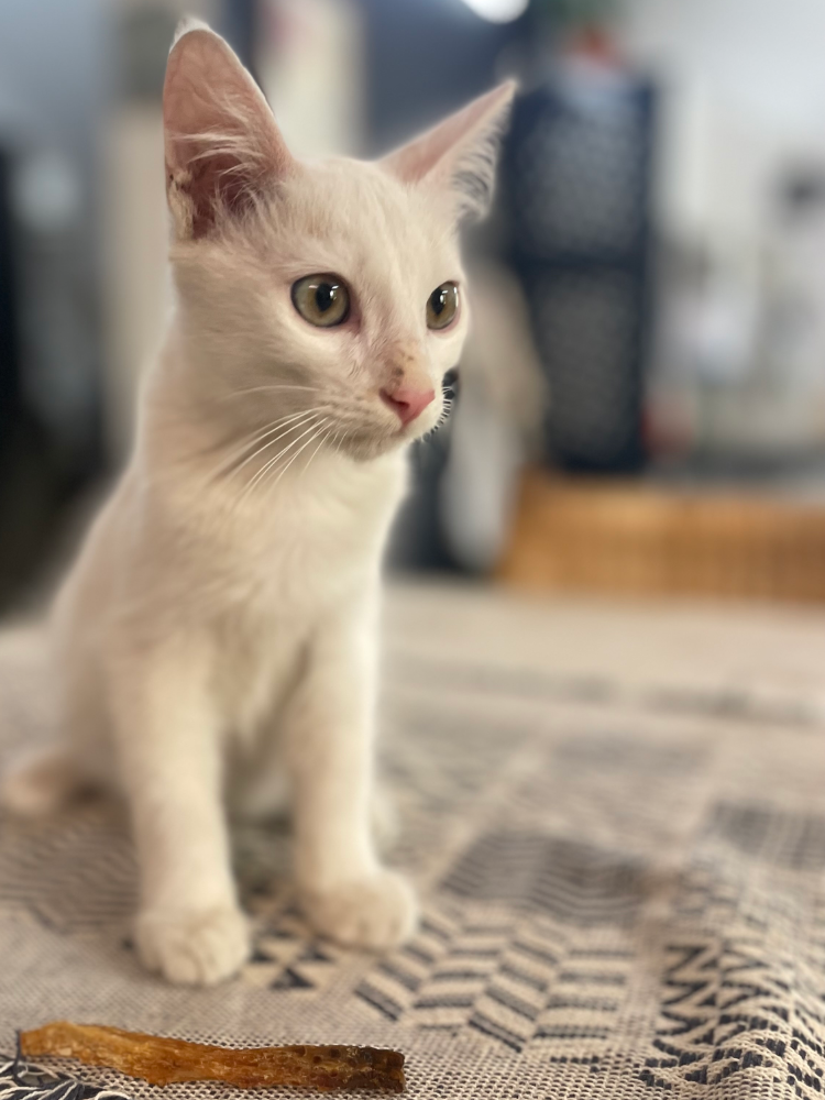 Cats Kittens seniors NEW