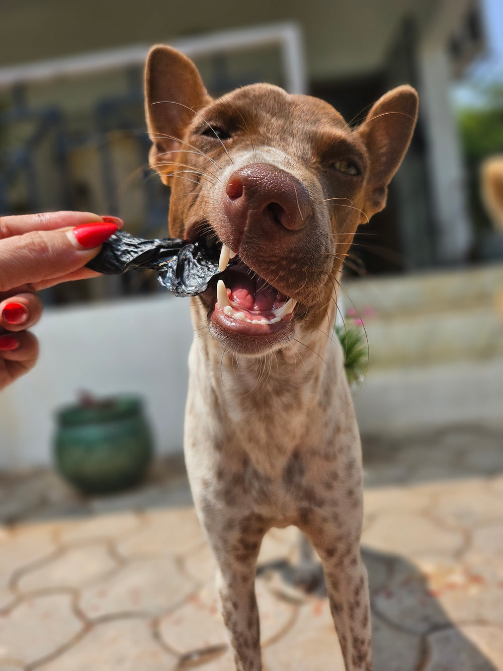 Dogs treats & snacks NEW